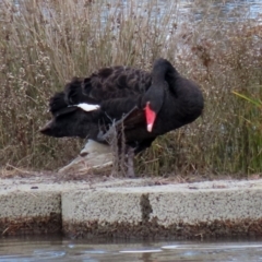 Cygnus atratus (Black Swan) at Isabella Pond - 26 Jun 2021 by RodDeb