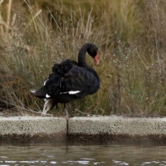 Cygnus atratus at Monash, ACT - 26 Jun 2021