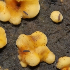Hypogastrura sp. (genus) at Downer, ACT - 25 Jun 2021