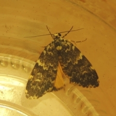 Halone coryphoea (Eastern Halone moth) at Conder, ACT - 22 Mar 2021 by MichaelBedingfield