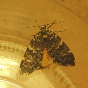 Halone coryphoea at Conder, ACT - 22 Mar 2021 10:04 PM