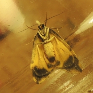 Halone coryphoea at Conder, ACT - 22 Mar 2021 10:04 PM