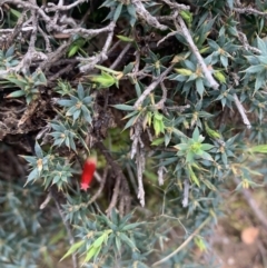 Styphelia humifusum (Cranberry Heath) at Black Flat at Corrowong - 26 Jun 2021 by BlackFlat