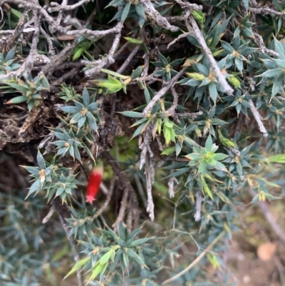 Styphelia humifusum (Cranberry Heath) at Corrowong, NSW - 26 Jun 2021 by BlackFlat