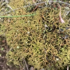 Cladia aggregata (A lichen) at Corrowong, NSW - 26 Jun 2021 by BlackFlat