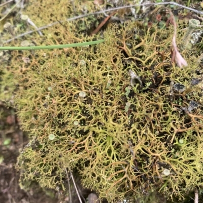 Cladia aggregata (A lichen) at Corrowong, NSW - 26 Jun 2021 by BlackFlat