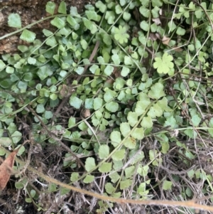 Asplenium flabellifolium at Corrowong, NSW - 26 Jun 2021