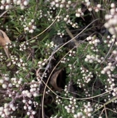 Cryptandra amara (Bitter Cryptandra) at Corrowong, NSW - 25 Jul 2021 by BlackFlat