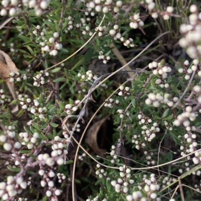 Cryptandra amara (Bitter Cryptandra) at Corrowong, NSW - 24 Jul 2021 by BlackFlat