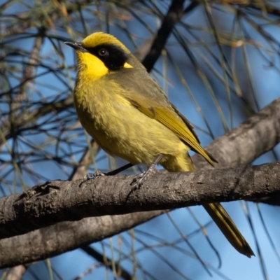 Lichenostomus melanops (Yellow-tufted Honeyeater) at Conder, ACT - 27 Jun 2021 by rawshorty