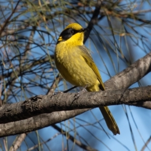 Lichenostomus melanops at Conder, ACT - 27 Jun 2021