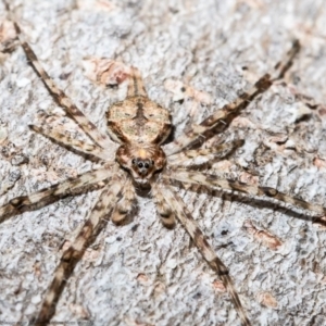 Tamopsis sp. (genus) at Macgregor, ACT - suppressed