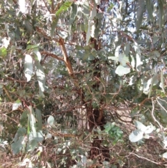 Eucalyptus globulus subsp. bicostata (Southern Blue Gum, Eurabbie) at The Pinnacle - 26 Jun 2021 by sangio7