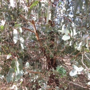 Eucalyptus globulus subsp. bicostata at Holt, ACT - 26 Jun 2021