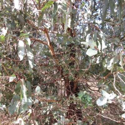 Eucalyptus bicostata (Southern Blue Gum, Eurabbie) at Holt, ACT - 26 Jun 2021 by sangio7