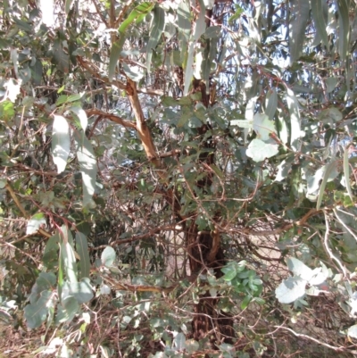 Eucalyptus globulus subsp. bicostata (Southern Blue Gum, Eurabbie) at Holt, ACT - 26 Jun 2021 by sangio7