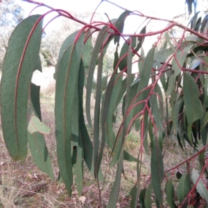 Eucalyptus globulus subsp. bicostata at Holt, ACT - 26 Jun 2021