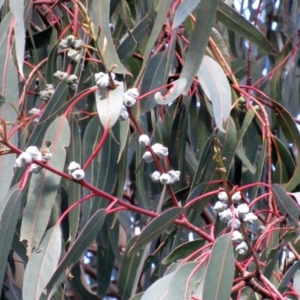 Eucalyptus globulus subsp. bicostata at Holt, ACT - 26 Jun 2021