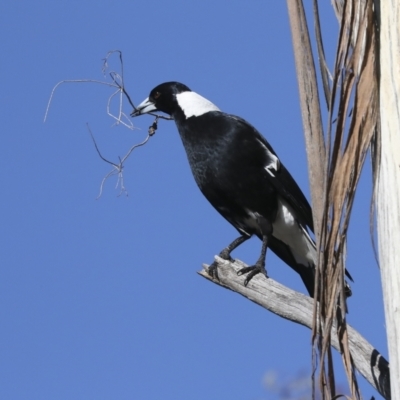 Gymnorhina tibicen (Australian Magpie) at Higgins, ACT - 27 Jun 2021 by AlisonMilton