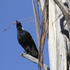 Gymnorhina tibicen at Higgins, ACT - 27 Jun 2021 12:10 PM