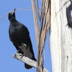 Gymnorhina tibicen at Higgins, ACT - 27 Jun 2021