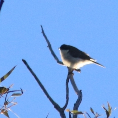 Melithreptus lunatus (White-naped Honeyeater) at Downer, ACT - 27 Jun 2021 by Rixon