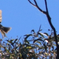 Melithreptus lunatus at Downer, ACT - 27 Jun 2021