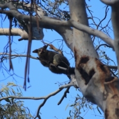 Trichosurus vulpecula (Common Brushtail Possum) at Downer, ACT - 27 Jun 2021 by Rixon