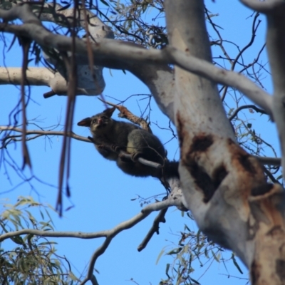 Trichosurus vulpecula (Common Brushtail Possum) at Lake Burley Griffin West - 27 Jun 2021 by Rixon