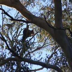 Trichosurus vulpecula at Downer, ACT - 27 Jun 2021