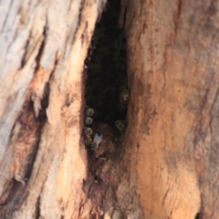 Apis mellifera (European honey bee) at Lake Burley Griffin West - 27 Jun 2021 by Rixon