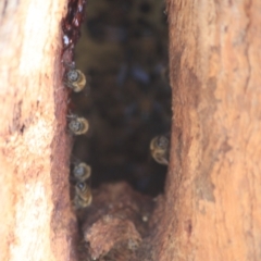 Apis mellifera at Downer, ACT - 27 Jun 2021 04:30 PM