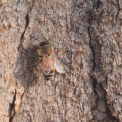 Apis mellifera at Downer, ACT - 27 Jun 2021 04:30 PM