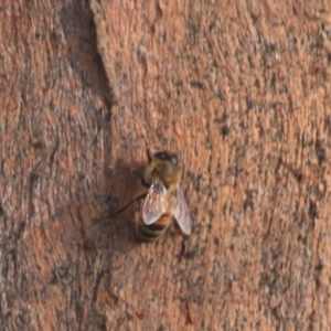 Apis mellifera at Downer, ACT - 27 Jun 2021 04:30 PM