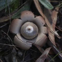 Geastrum sp. (genus) (An earthstar) at Higgins, ACT - 27 Jun 2021 by AlisonMilton