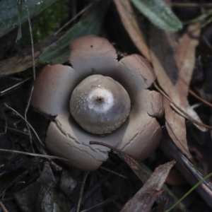 Geastrum sp. at Higgins, ACT - 27 Jun 2021 11:25 AM