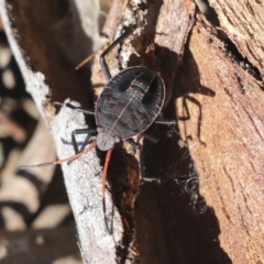 Pentatomoidea (superfamily) (Unidentified Shield or Stink bug) at Higgins, ACT - 27 Jun 2021 by AlisonMilton