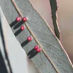 Unidentified Scale insect or Mealybug (Hemiptera, Coccoidea) at Higgins, ACT - 27 Jun 2021 by AlisonMilton