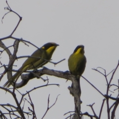 Lichenostomus melanops (Yellow-tufted Honeyeater) at Conder, ACT - 26 Jun 2021 by Christine