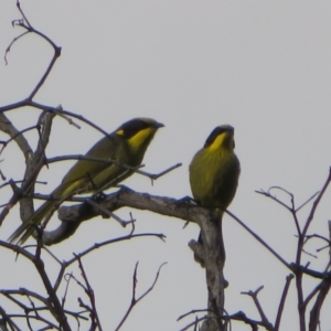 Lichenostomus melanops at Conder, ACT - 26 Jun 2021