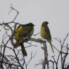 Lichenostomus melanops at Conder, ACT - 26 Jun 2021