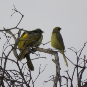 Lichenostomus melanops at Conder, ACT - 26 Jun 2021