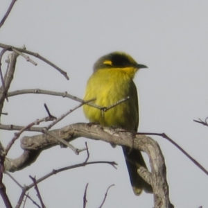 Lichenostomus melanops at Conder, ACT - 26 Jun 2021