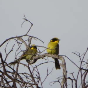 Lichenostomus melanops at Conder, ACT - 26 Jun 2021