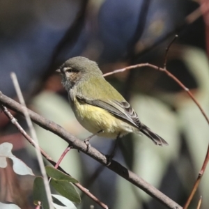 Smicrornis brevirostris at Higgins, ACT - 27 Jun 2021