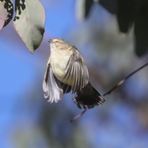 Smicrornis brevirostris at Higgins, ACT - 27 Jun 2021