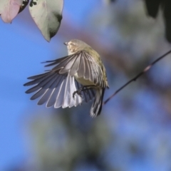 Smicrornis brevirostris at Higgins, ACT - 27 Jun 2021