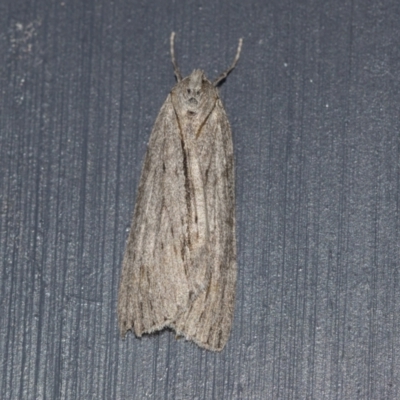 Chlenias banksiaria group (A Geometer moth) at Higgins, ACT - 26 Jun 2021 by AlisonMilton