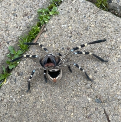 Neosparassus calligaster (Beautiful Badge Huntsman) at Hackett, ACT - 27 Jun 2021 by cmobbs