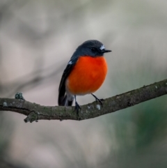 Petroica phoenicea (Flame Robin) at Collector, NSW - 19 Jun 2021 by trevsci